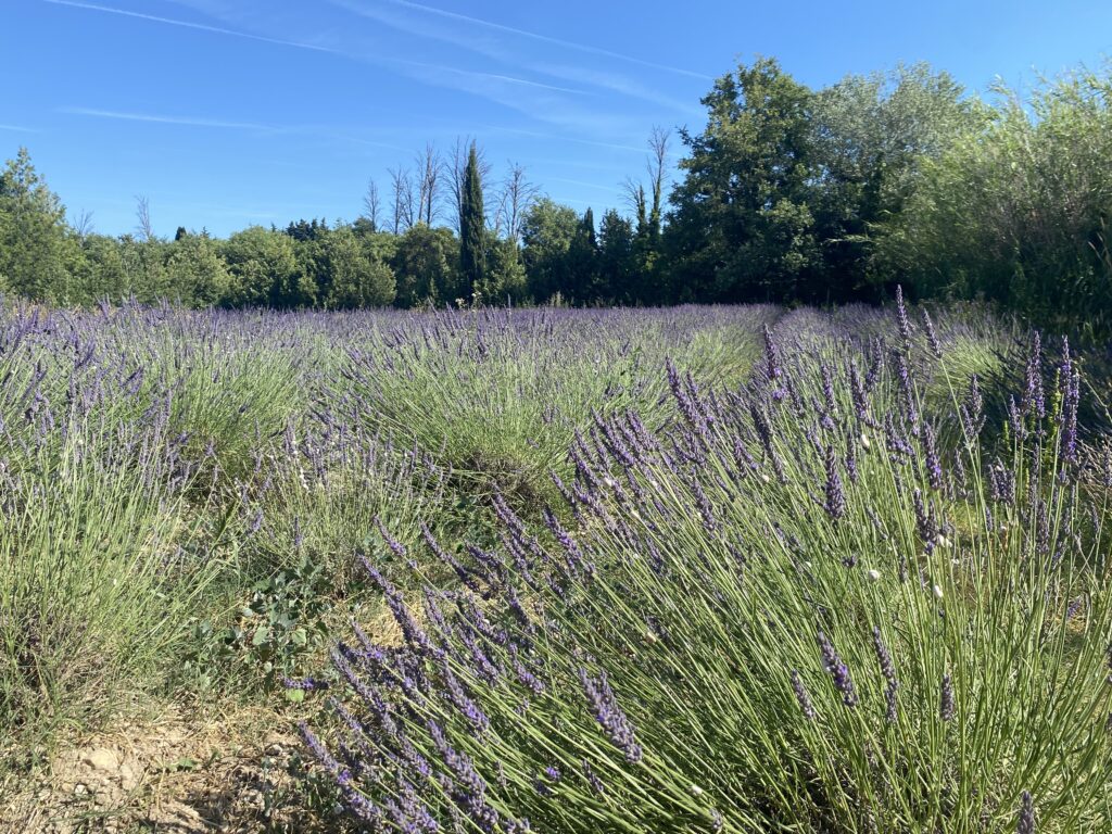 champ de lavande dans la propriété du Mas du Grand Chêne à Saint Rémy de Provence