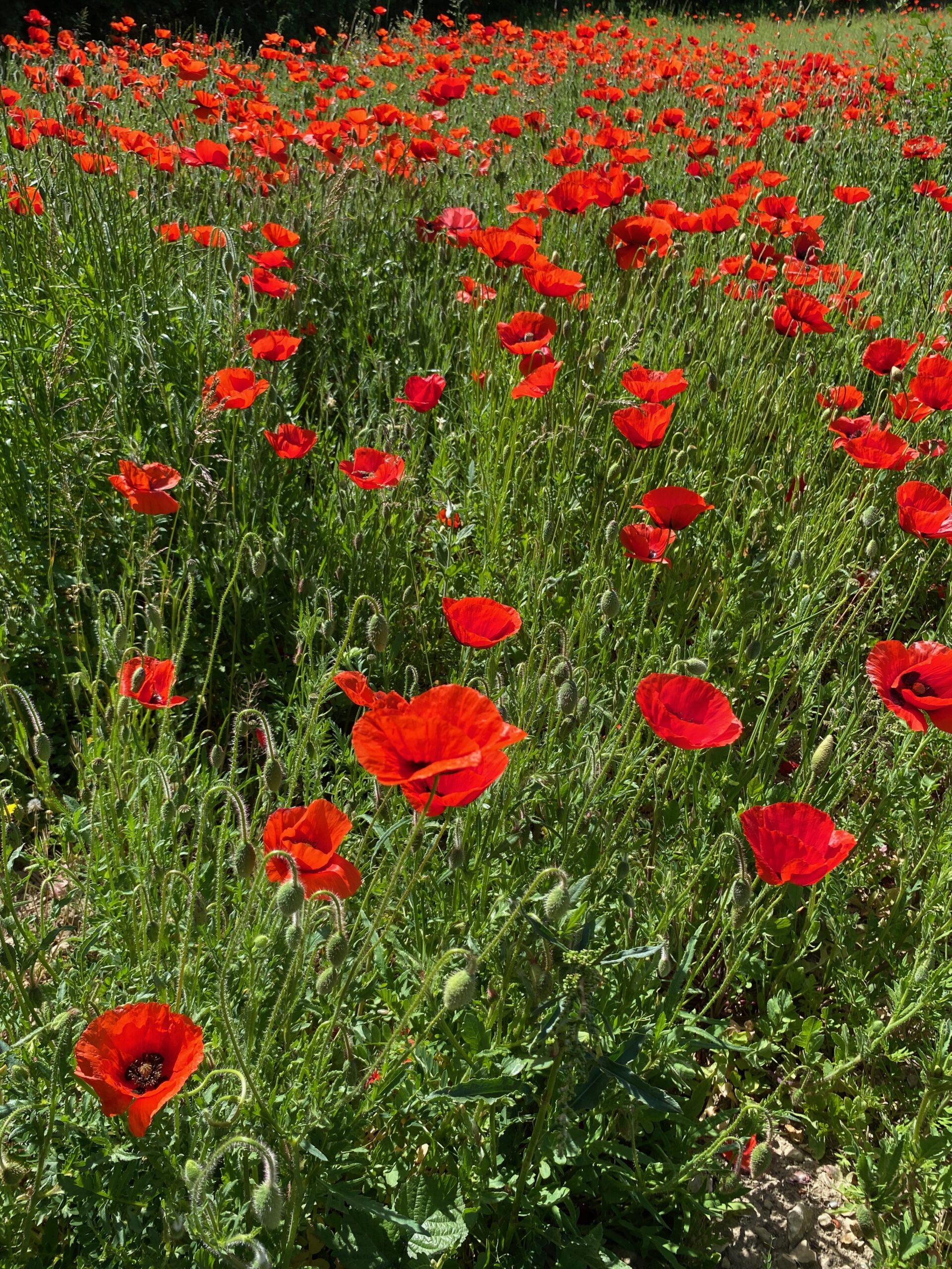 Au Printemps, période magique où la nature se réveille