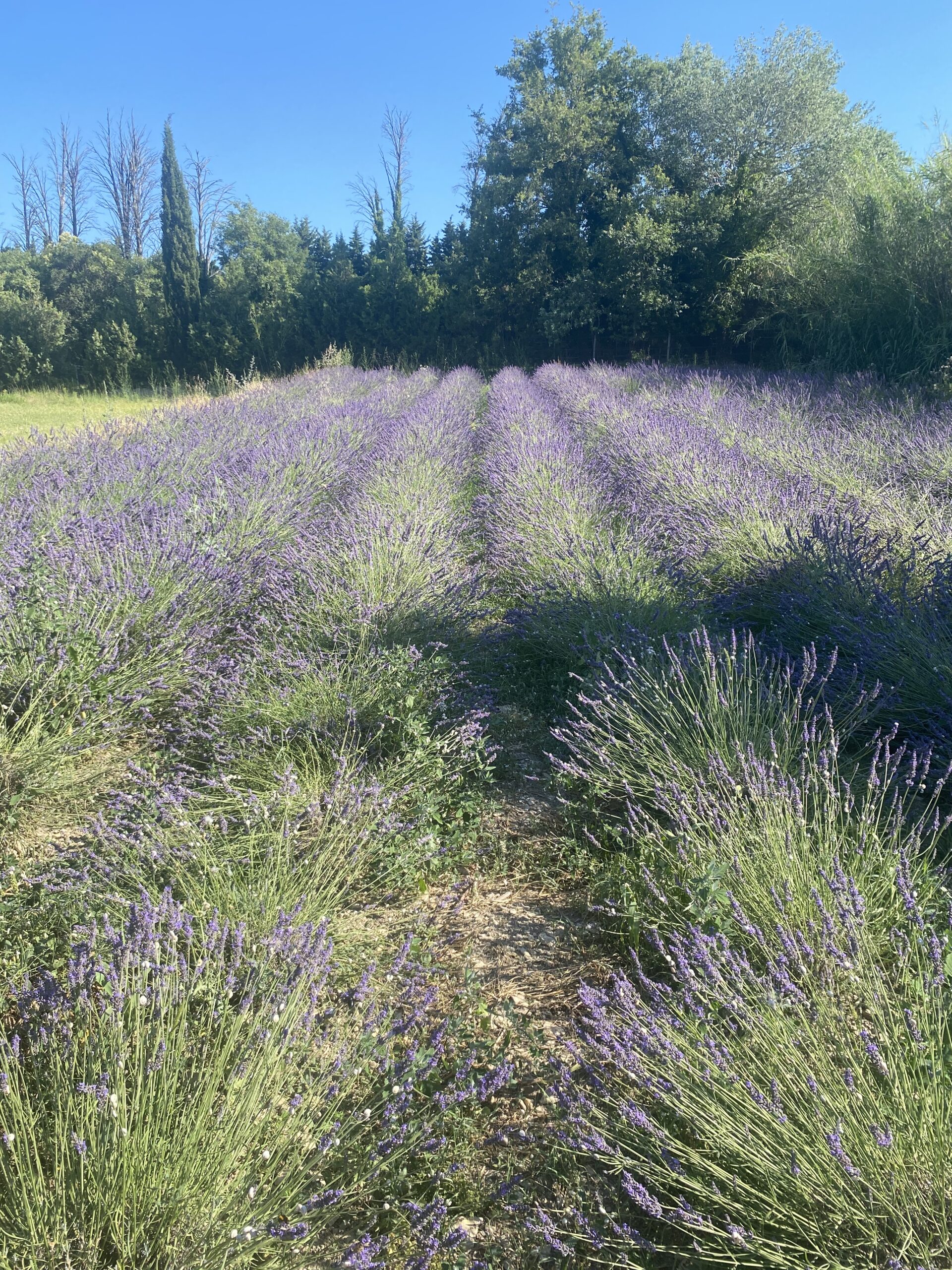 champ de lavande du Mas du Grand Chêne à Saint Rémy de Provence à la location