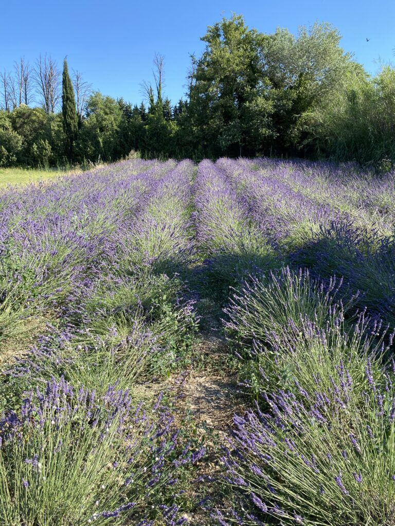 champ de lavande du Mas du Grand Chêne à Saint Rémy de Provence à la location