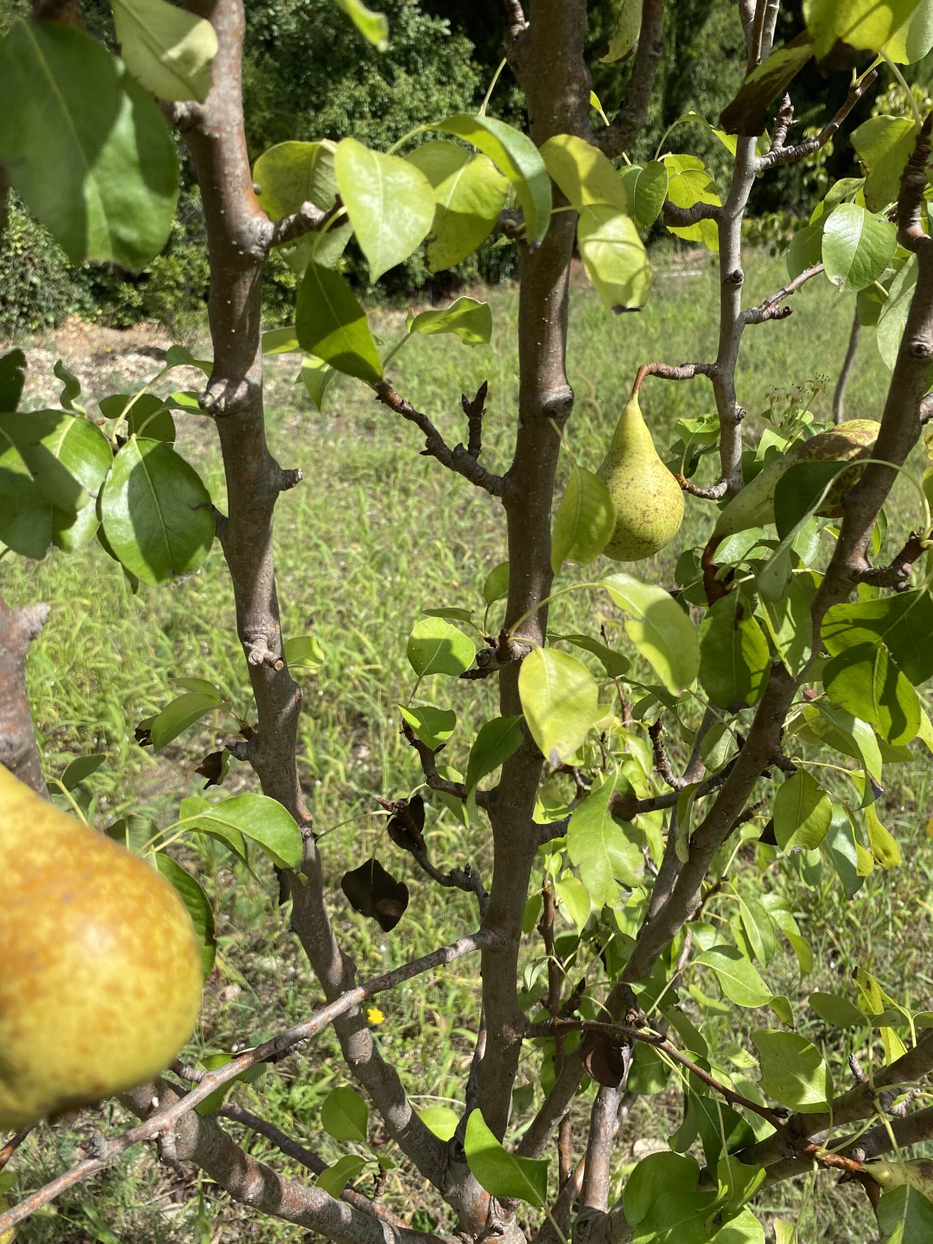 poires du Mas du Grand Chêne à Saint Rémy de Provence à la location