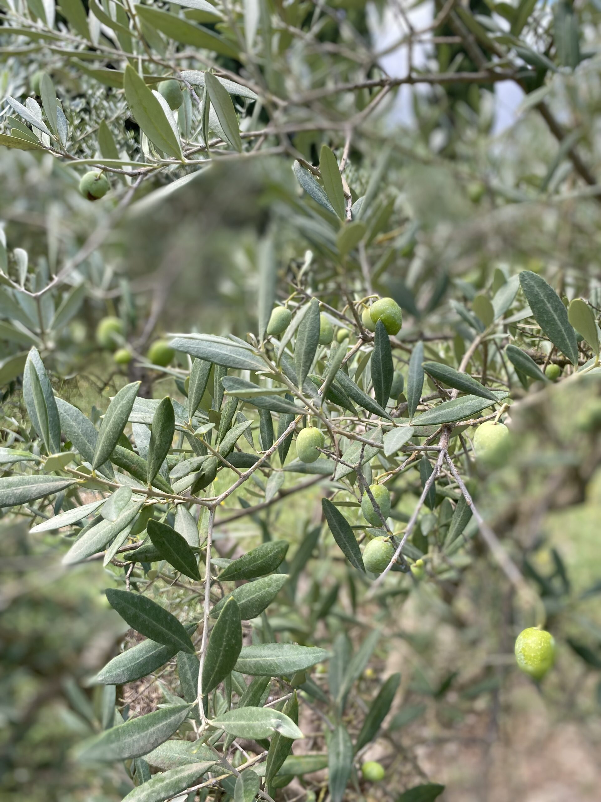 olives du Mas du Grand Chêne à Saint Rémy de Provence à la location