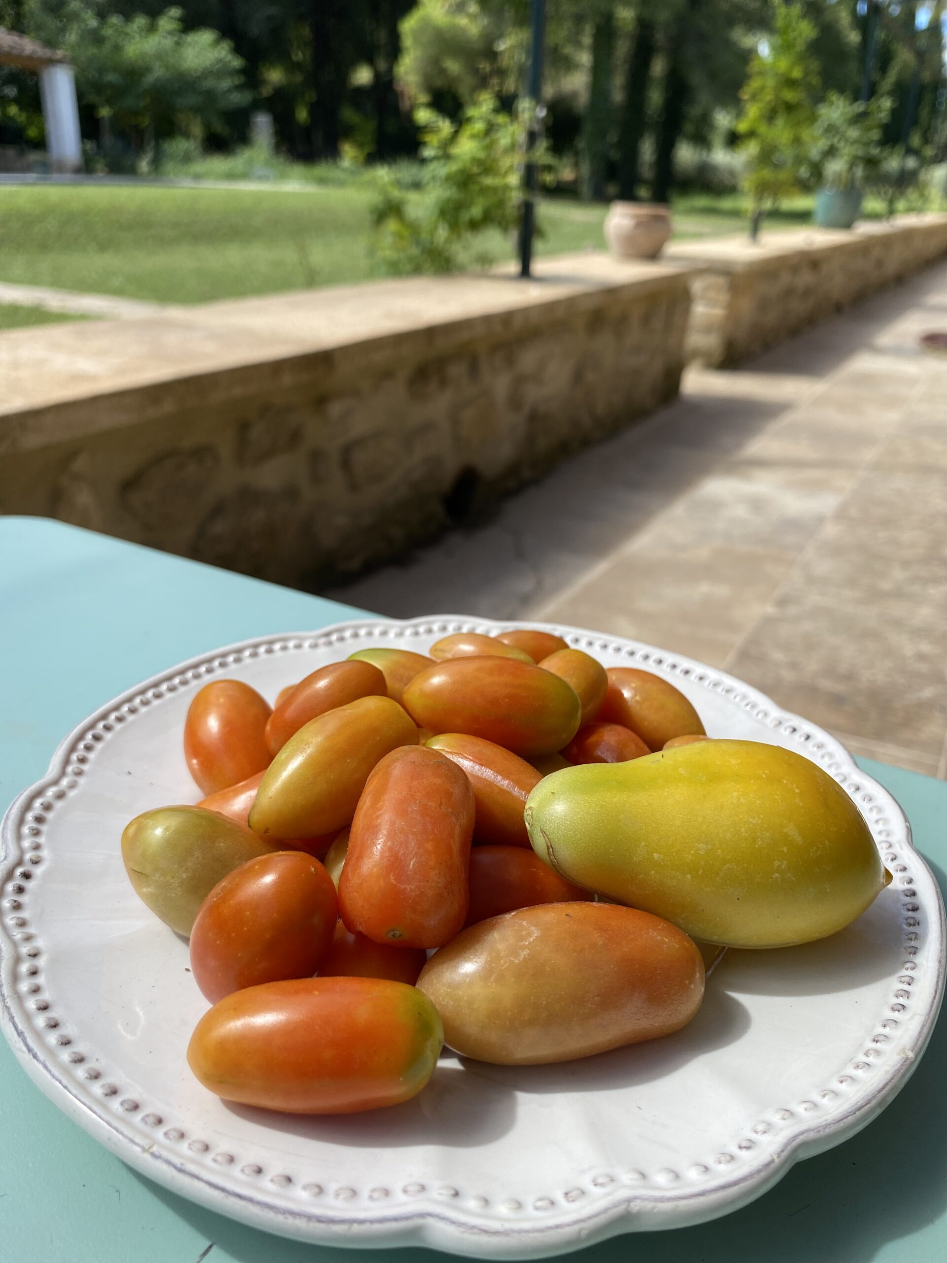 tomates du Mas du Grand Chêne à Saint Rémy de Provence à la location