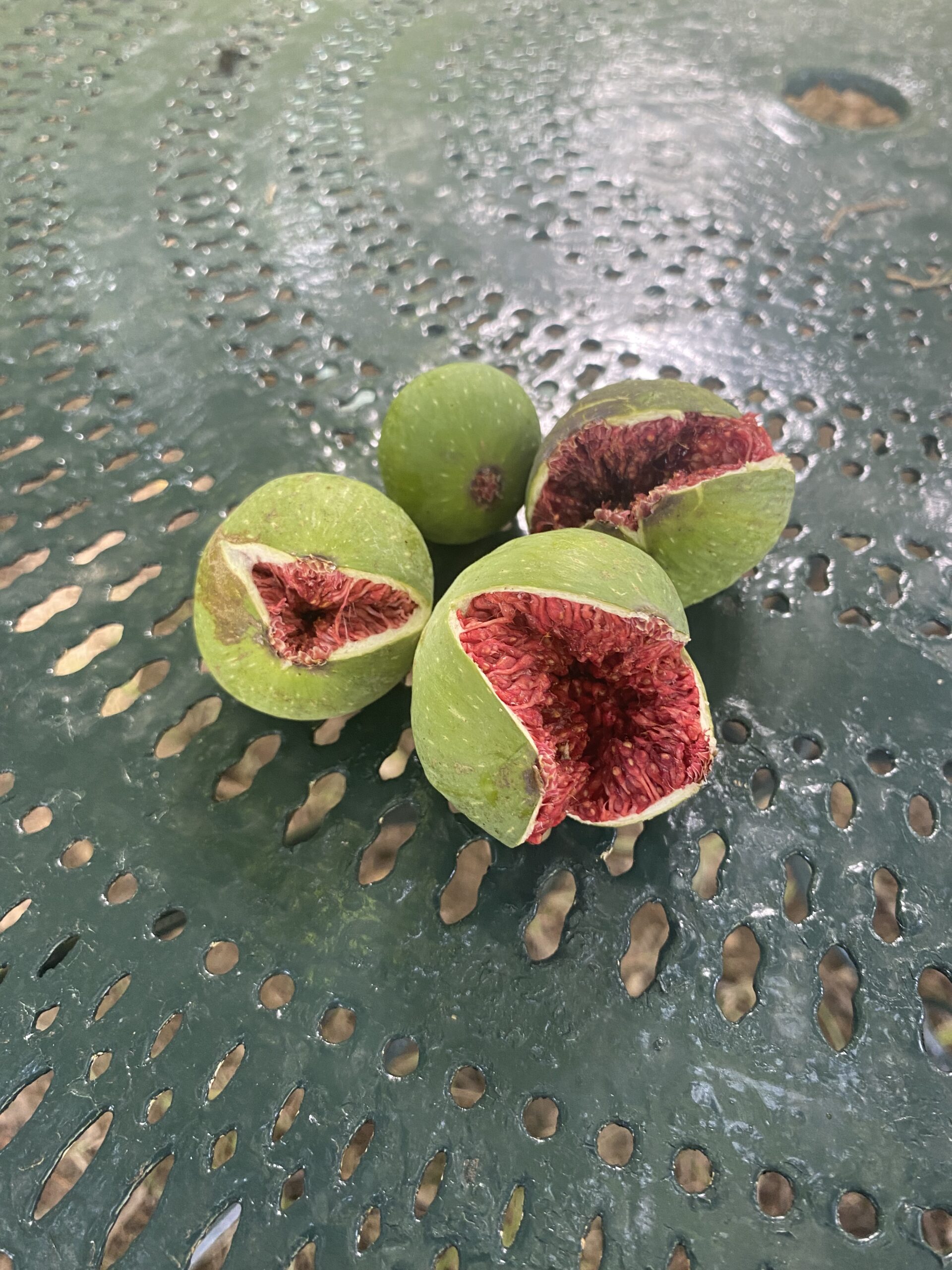 figues du Mas du Grand Chêne à Saint Rémy de Provence à la location