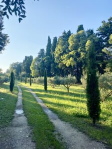 provencal nature in saint Remy de provence