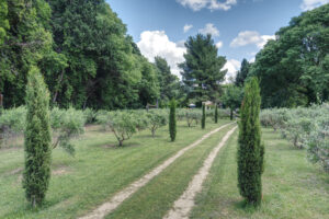 landschap van de Alpilles in de Provence