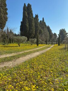 Cyprès et oliviers dans un paysage provençal au Mas du Grand Chêne au printemps