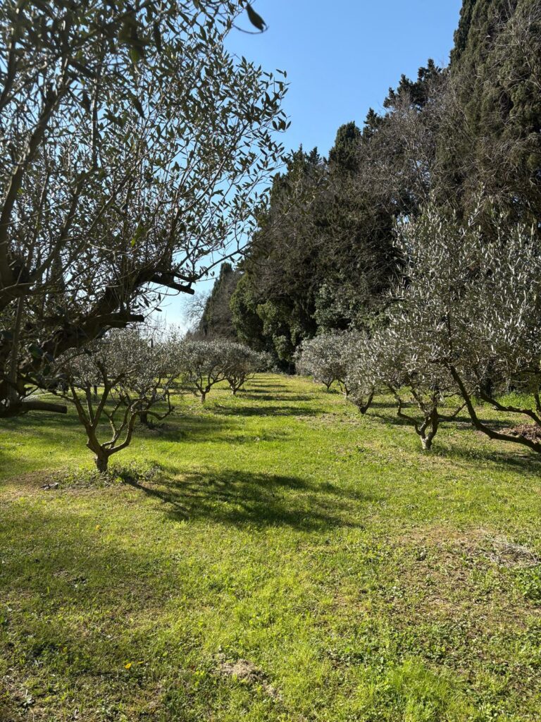 Olive trees in Provence surrounded by a field of yellow wildflowers at Mas du Grand Chêne in spring