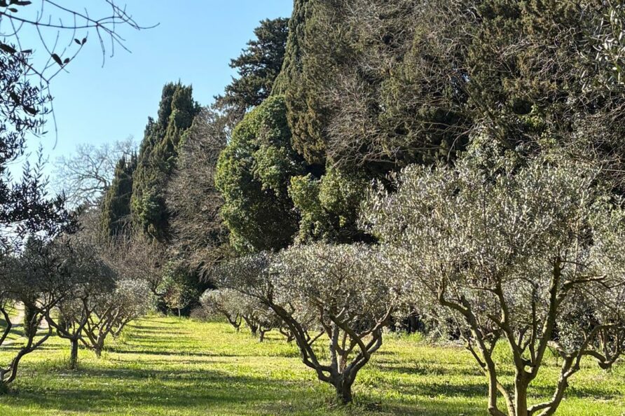 Oliviers en Provence dans un champ de fleurs jaunes au Mas du Grand Chêne au printemps