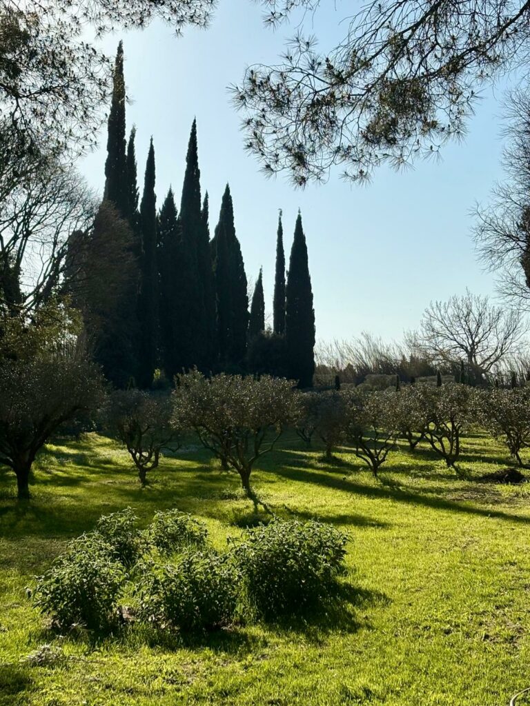 Cipressenlaan met gele wilde bloemen in het voorjaar in de Provence