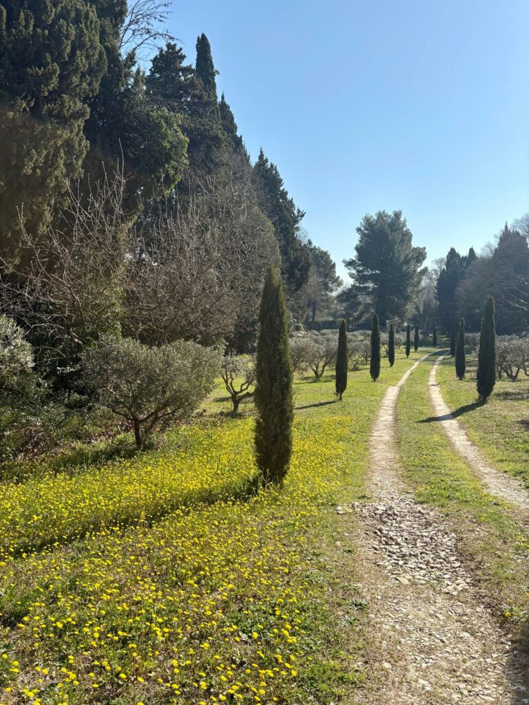 Olivenbäume in einem Feld mit gelben Blumen im Mas du Grand Chêne
