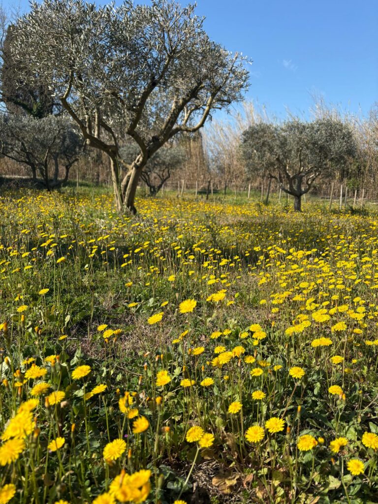 Frühlingslandschaft in der Provence mit Olivenhain und gelben Blumen