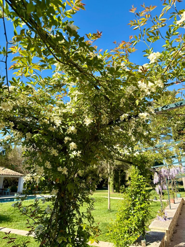Voorjaarslandschap in de Provence met olijfgaard en gele bloemen