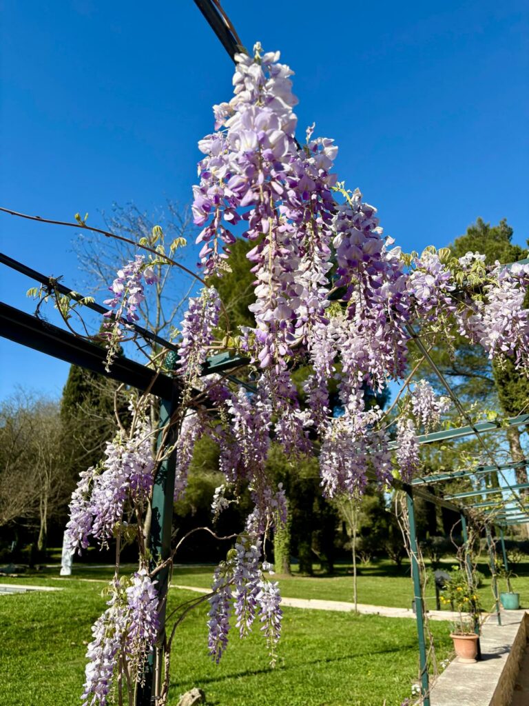 Close-up van gele lentebloemen in Zuid-Frankrijk